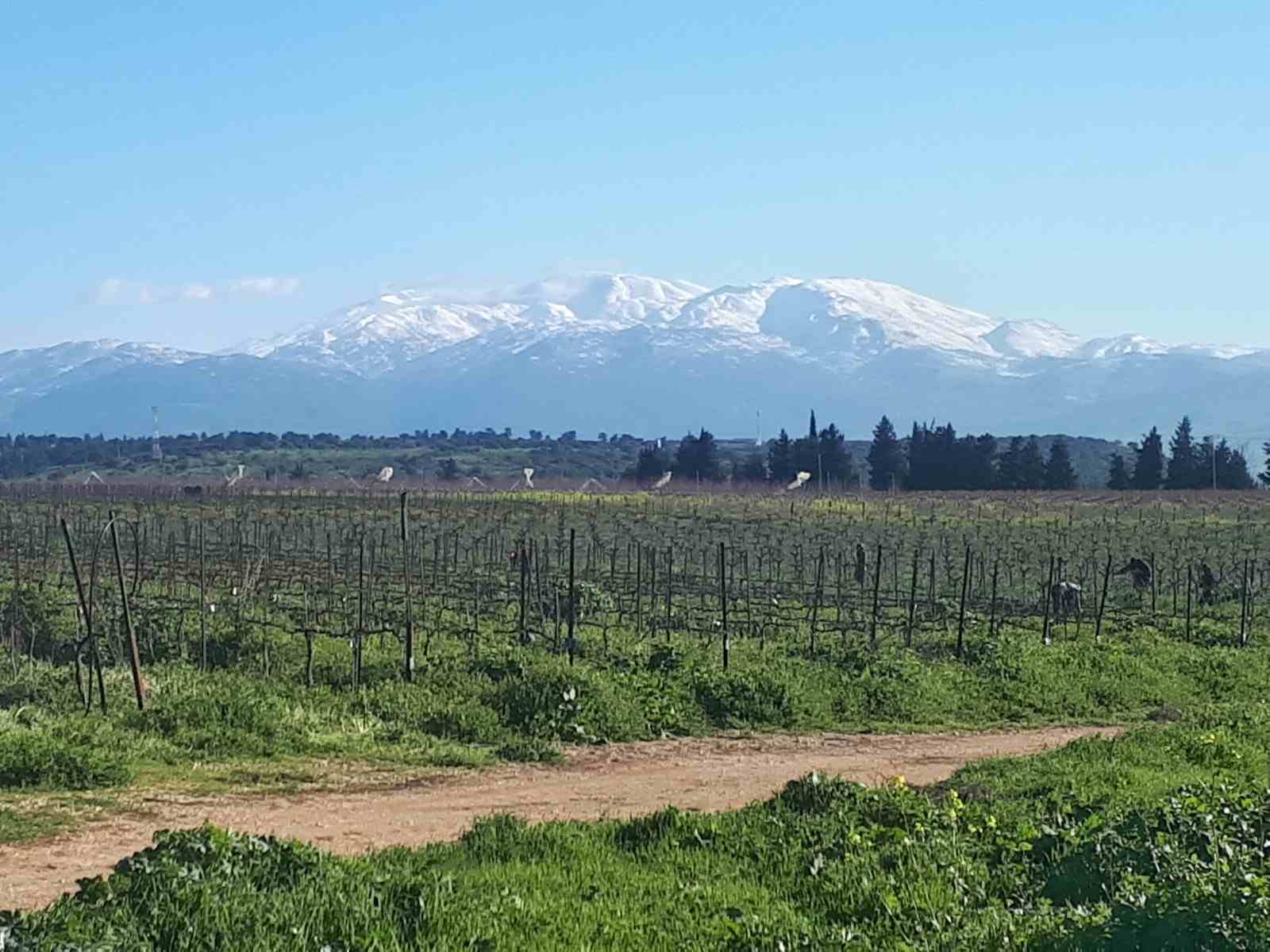 מטעי מלכיה בחורף S